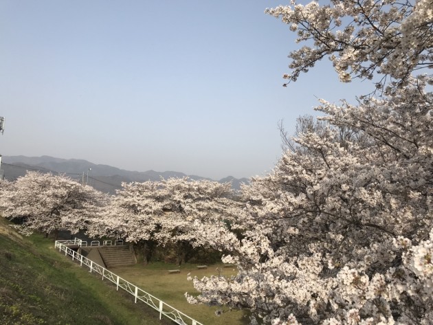 2018年桜