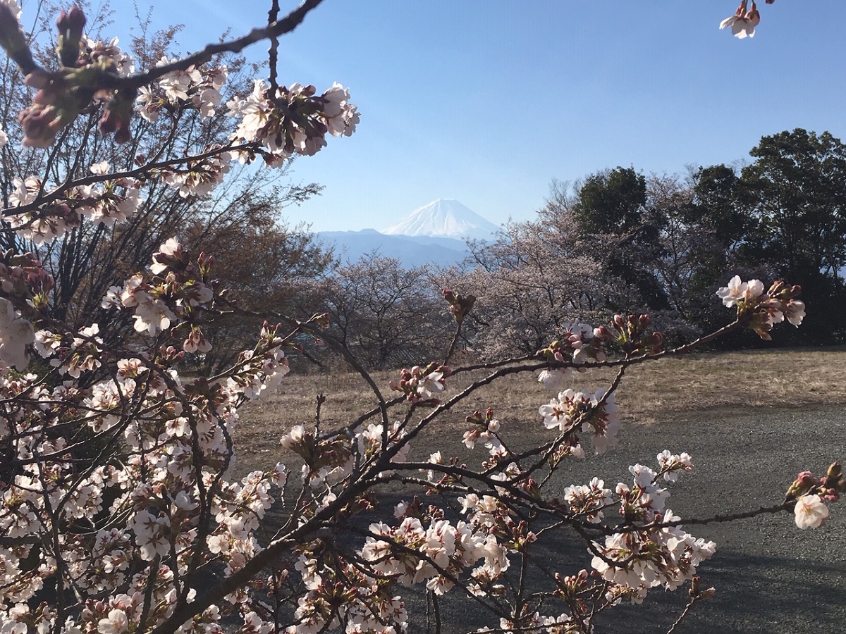 事務所からの富士山と桜