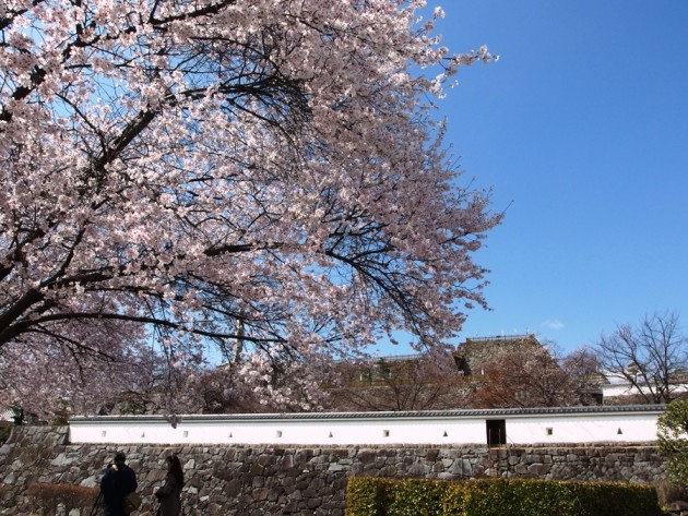 舞鶴城公園の桜（１）