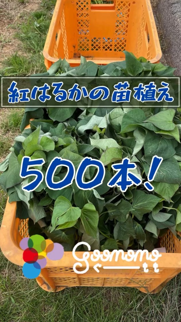 今日は「紅はるか」のさつまいもの苗を500本植えました！ | ぐーもも