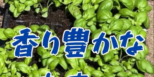 ぐーももファームはバジルの植え付けを行いました！
